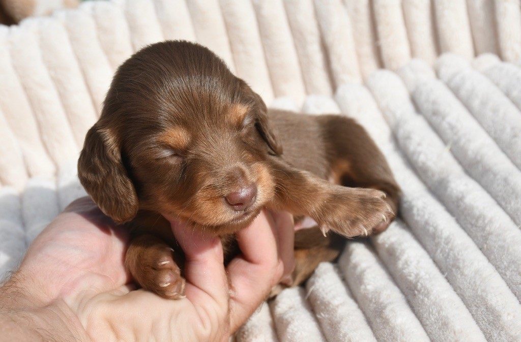 Des Pattounes Douces - Chiots disponibles - Teckel poil long