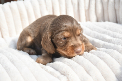 CHIOT 1