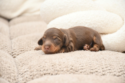 Chiot N°2