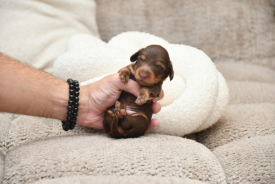 Chiot N°1