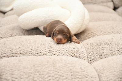 Chiot N°5