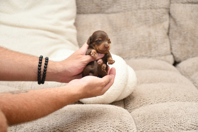 Chiot N°3