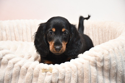 Achille 