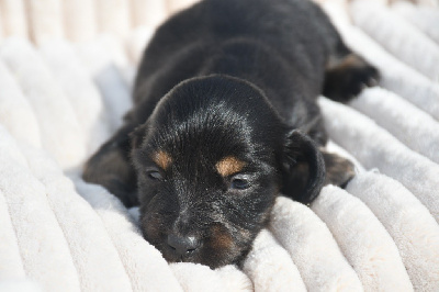 CHIOT 5