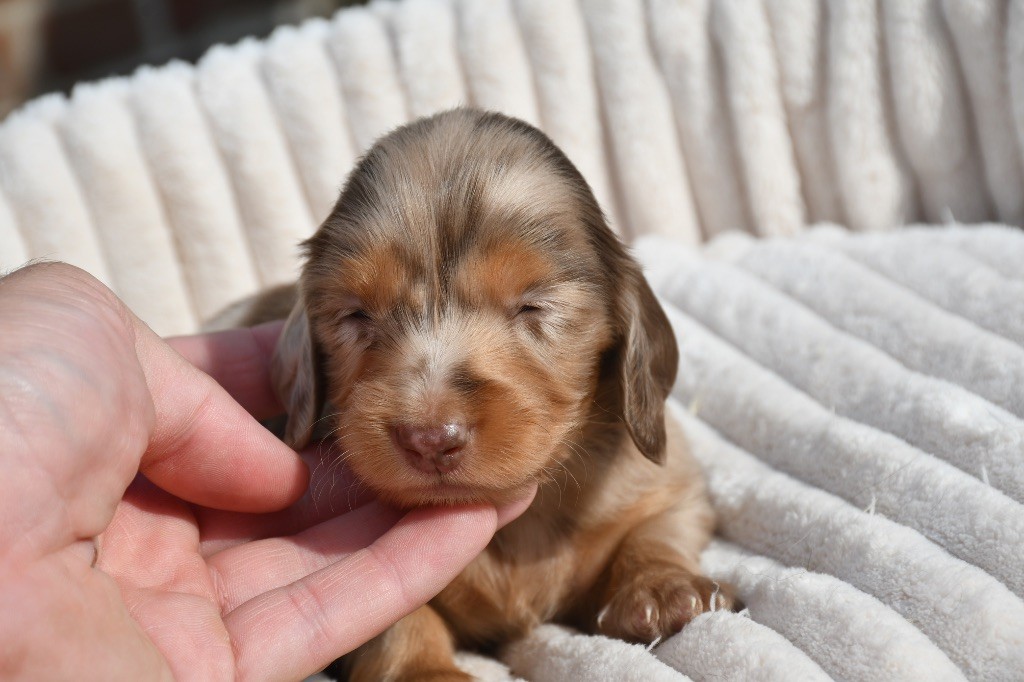 Des Pattounes Douces - Chiots disponibles - Teckel poil long