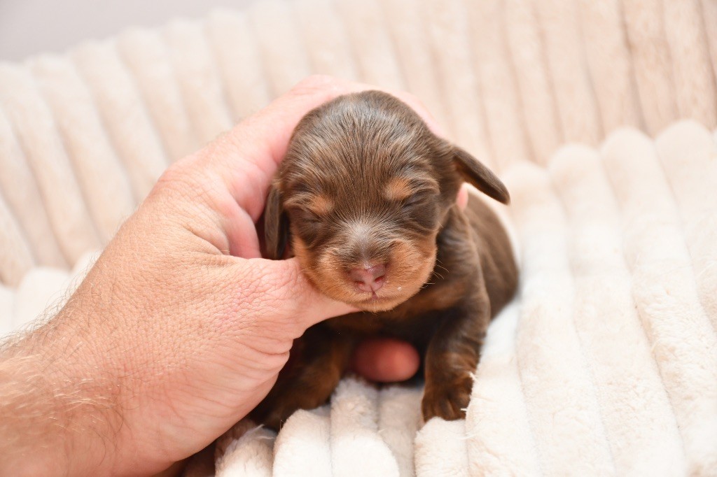 Des Pattounes Douces - Chiots disponibles - Teckel poil long