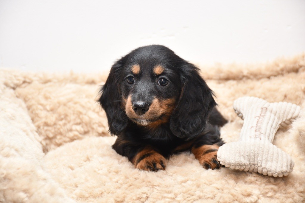 Des Pattounes Douces - Chiots disponibles - Teckel poil long