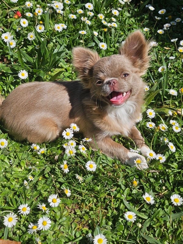 Des Pattounes Douces - Chiots disponibles - Chihuahua