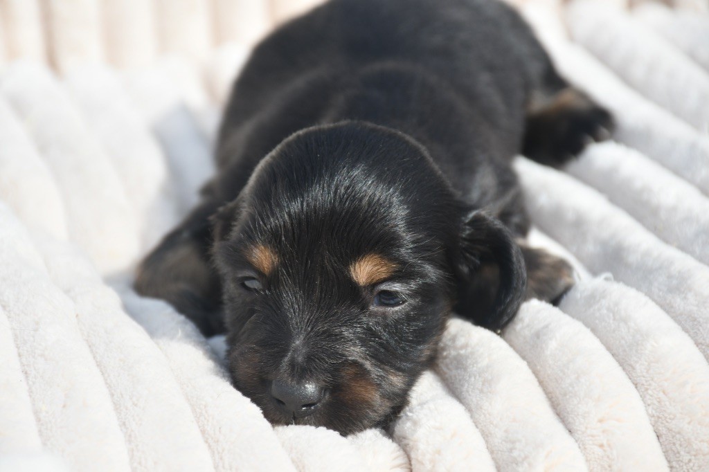 Des Pattounes Douces - Chiots disponibles - Teckel poil long