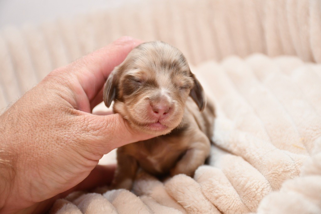 Des Pattounes Douces - Chiots disponibles - Teckel poil long